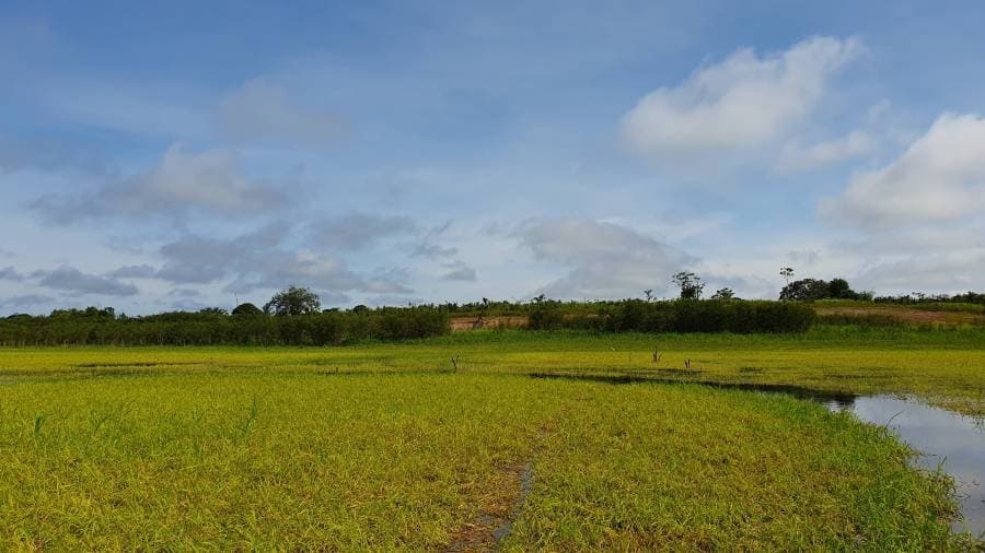 EXCELENTE FAZENDA NA VÁRZEA E TERRA FIRME, A 30 MINUTOS DE MANACAPURU! - imagem 2